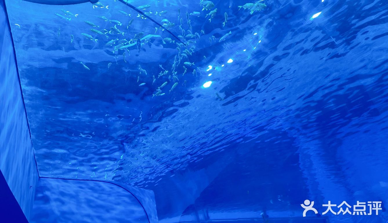 今晚睡在海世界的帐篷里，监督鲨鱼睡觉！
