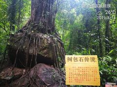 -莫里热带雨林景区