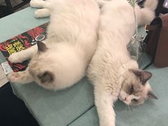 -鼓捣猫呢主题猫咖店
