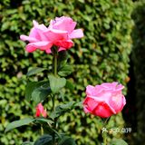 人民公园月季花展