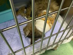 -伟伟宠物医院·CT影像中心·瑞派犬猫综合性门诊(汉口总院)