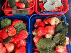 -建德果蔬乐园绪塘草莓基地