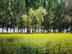 -长白岛森林公园