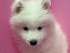 -翊宠yipet猫狗购宠庄园犬舍•猫舍