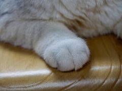 -猫和宫(六道口店)