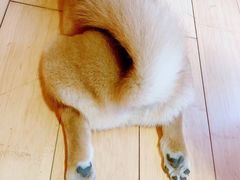 -喜柴咖啡·柴犬狗咖