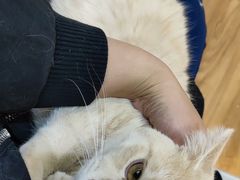 -COLOR PETS 撸猫馆·购猫·猫咖(长风大悦城店)