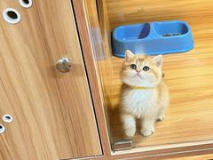 -猫十亿·布偶金渐层·曼基康矮脚猫舍(青年路店)