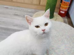 -BABIT巴比特宠物(MOMOPARK店)