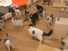 -有喵·猫咖·狗咖·30几只猫10只小狗(岗厦店)