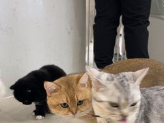-共舞时光猫咖·狗咖(新街口店)