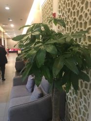 -苏亚医美·高端注射明星整形机构
