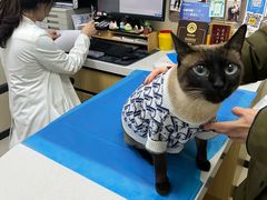 -美联众合动物医院·24h京西诊疗中心