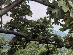 -南山植物园