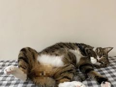 -瑞派动物医院·猫专科·至诚(江南中分院)