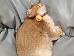 -逗柴咖啡屋·狗咖猫咖宠物桌游