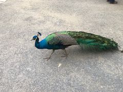 -云南勐巴娜西珍奇园