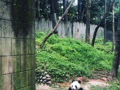 -中国大熊猫保护研究中心雅安碧峰峡基地