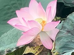 -荔湾湖公园