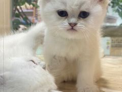 -屋虎猫馆(宝安大仟里店)