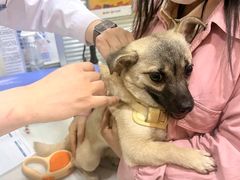 -pd派德宠物中心医院24H急重症·眼科中心·血液透析中心(嵩山北路店)