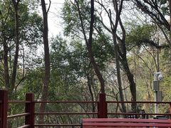 -上海佘山国家森林公园天马山园