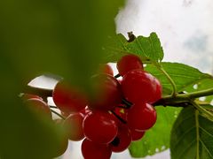 -樱桃山旅游景区