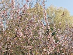 -桃花堤公园