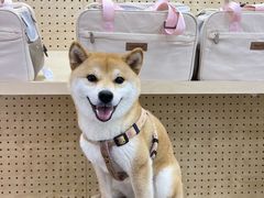 -帕帕拉兹宠物(亚洲旗舰店)