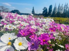 -花开海上生态园