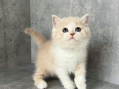-小猫来了·猫舍(红山六九七九店)