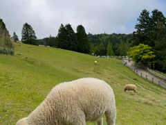 -神户市立六甲山牧场