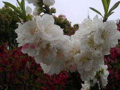 android_upload_pic-南汇桃花村