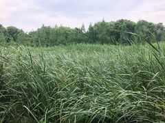 -同里国家湿地公园