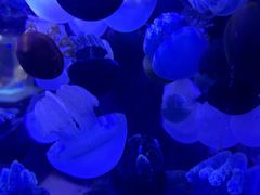 -海合安青岛极地海洋公园