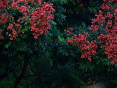 -莲花山公园