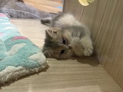 -屋虎猫馆(宝安大仟里店)