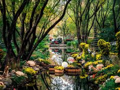 -上海共青森林公园