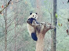 -都江堰中华大熊猫苑