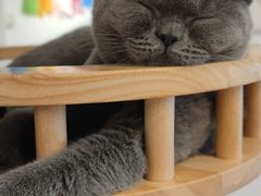 -有喵·猫咖·狗咖·30几只猫10只小狗(岗厦店)