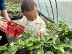 -甜心庄园·甜心草莓采摘园(西青中北店)