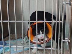 -嘉馨宠物医院·CT影像转诊·心脏科·犬猫全科诊疗中心(下沙大学城院区)