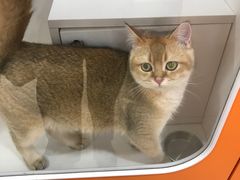 -三花喵·撸猫购宠·宠物生活馆(虹桥南丰城店)