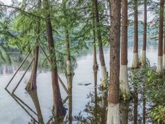 -重庆彩云湖湿地公园