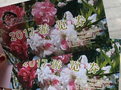 -南汇桃花村
