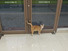 -瑞鹏宠物医院·夜间急症·心超·猫科(祖庙分店)