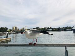 景观位-悉尼鱼市场