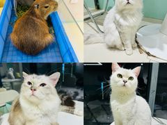 -怪兽屋·羊驼·猫咖·狗咖(俊华广场店)