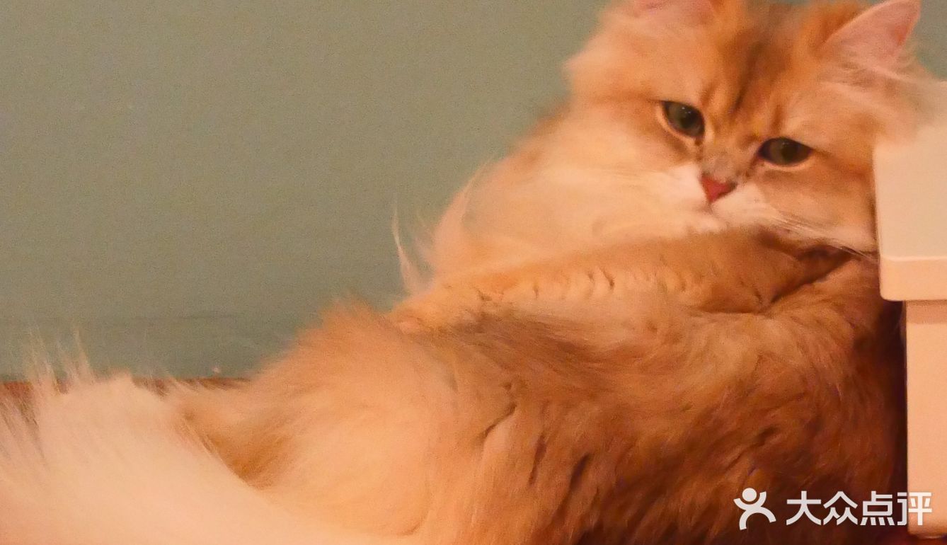 猫咖还能打桌游，这也太治愈了 