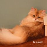 猫咖还能打桌游，这也太治愈了 
